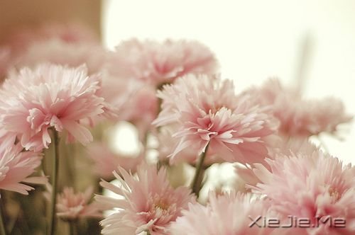 早安心语：忍不了痛苦，就见不到幸福 (3)